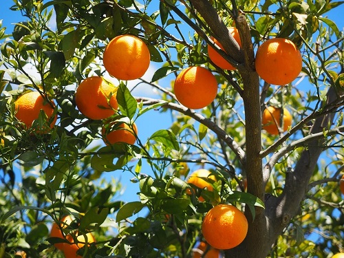 oranges-1117628_960_720.jpg
