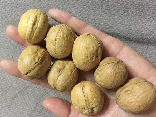 生核桃的功效与作用及食用方法