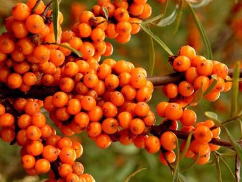 Seabuckthorn fruit