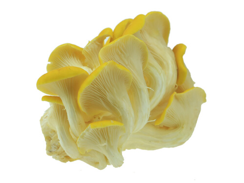 黄丝菌泡多久