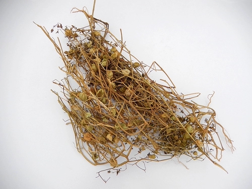 水灯笼草的功效与作用 灯笼草怎么吃治咽喉好得快