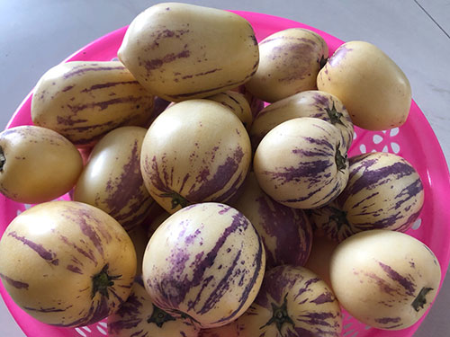 pepino-1666680_960_720_副本.jpg