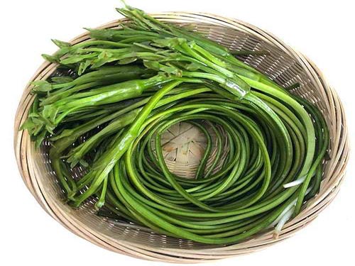 水性杨花菜的功效 水性杨花菜是保护植物吗