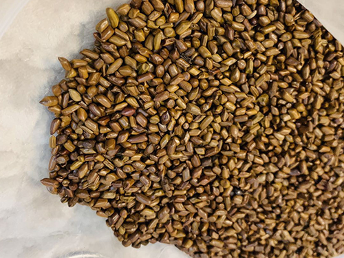 决明子荷叶茶对脂肪肝有效吗 决明子荷叶茶危害