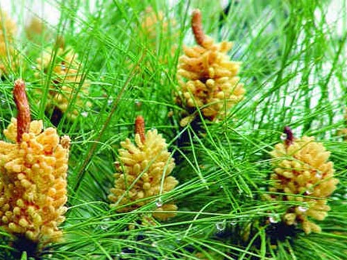 花粉的价格