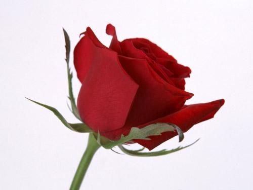 u=1494593560,2493960923&fm=26&gp=0.jpg