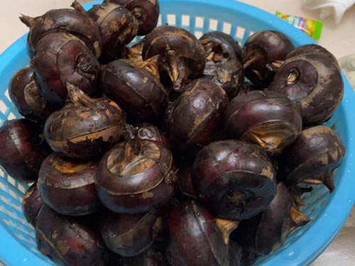 马蹄水果的功效与作用