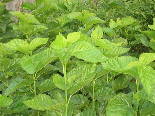 桑叶的药用价?€?