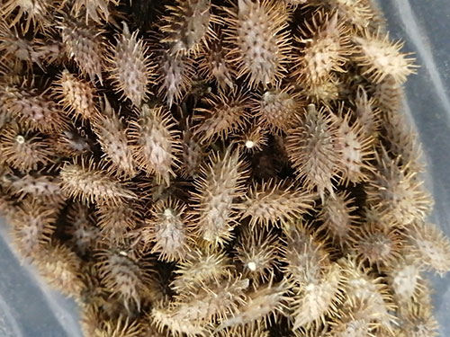 cocklebur-862684_960_720_副本.jpg