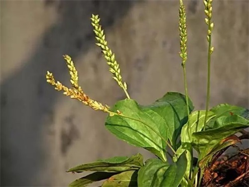 车前草?€么吃去湿