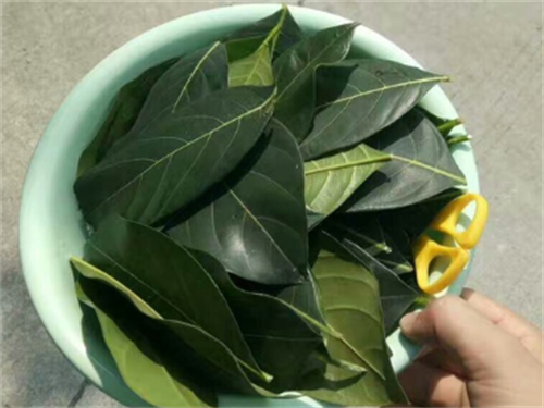 罗布麻叶的功效与作用