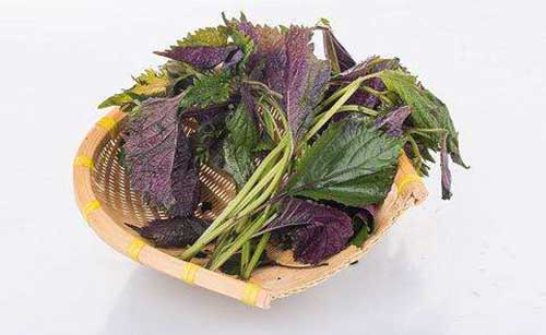 苏子叶的功效与作用