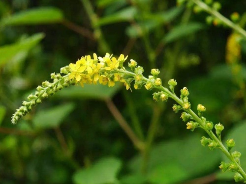 仙鹤草价??