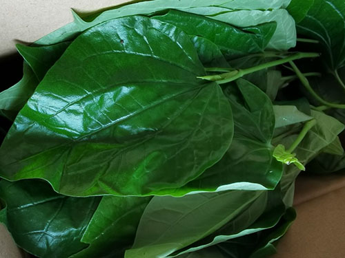 假蒟的食用方法