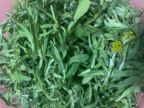 鼠曲草开花好还是不开花好 鼠曲草花味道苦吗