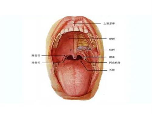 口腔烫的水泡能不能自己好 口腔烫的水泡弄破了怎么办