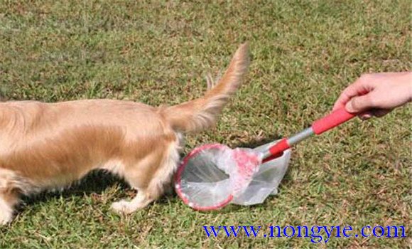 怎样训练犬在固定地点大小便