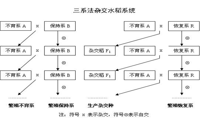 杂交水稻三系法的培育原理