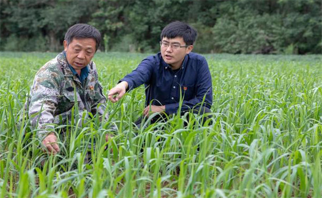 小米种植如何追肥