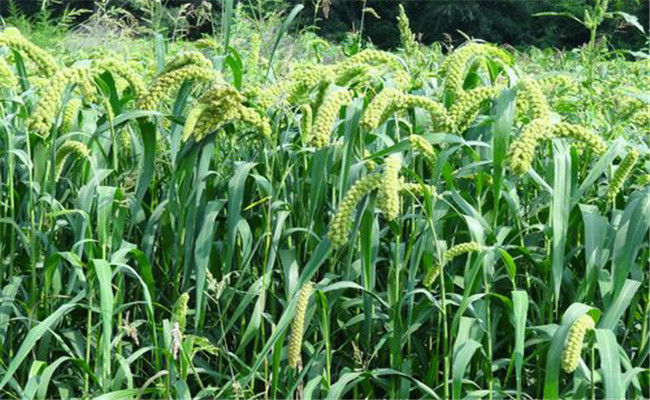 小米拔节孕穗期管理