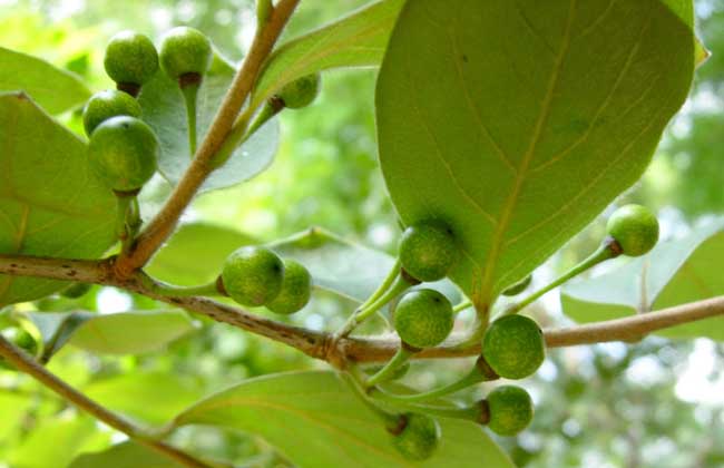 粮食种植方法