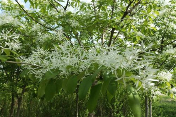 流苏树几年开花