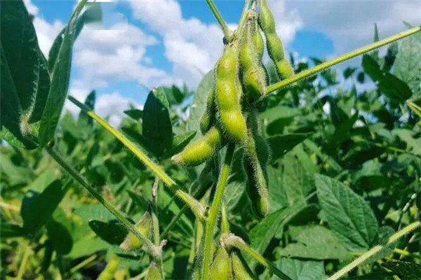 大豆食心虫的发生与防治方法