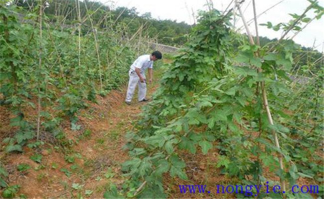 葛根田间管理技术要点