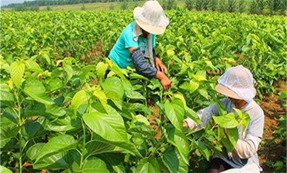 桑树施肥的注意要点