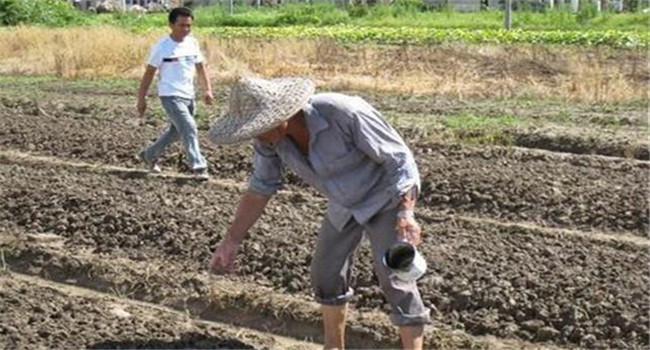 大白菜籽种多深合适