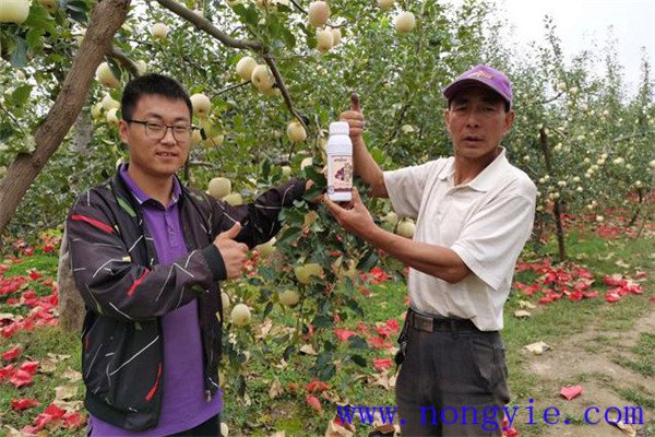 苹果摘袋后为什么要打药