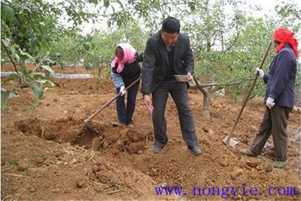 苹果树秋季施肥最佳时间