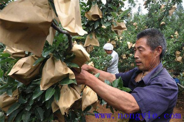 苹果套袋注意事项