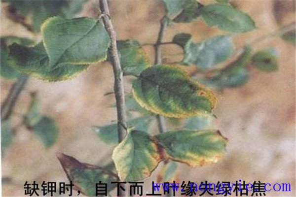 苹果缺钾会有什么症状