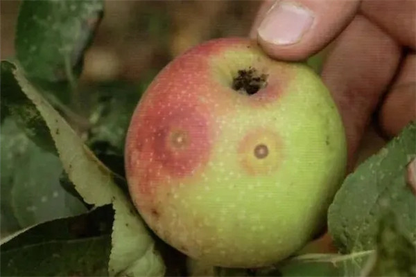 苹果轮纹病的发生特点