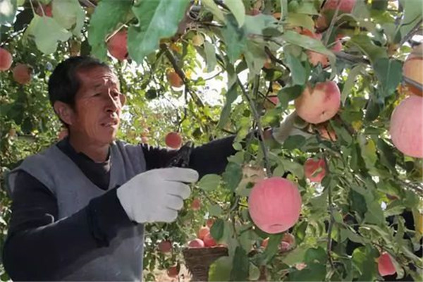 苹果最佳采收期如何确定