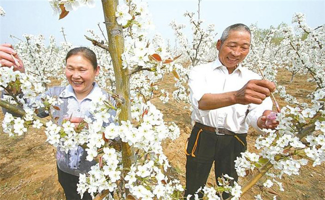 梨树人工授粉法