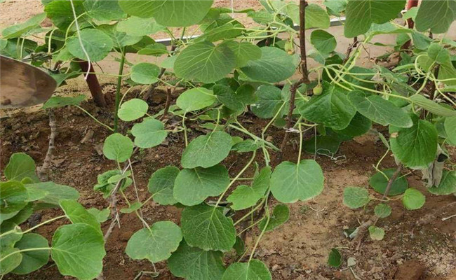 软枣猕猴桃什么季节种植合适