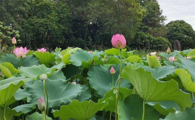 荷花的花期是什么时候