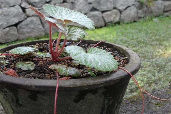 虎耳草盆土与施肥管理