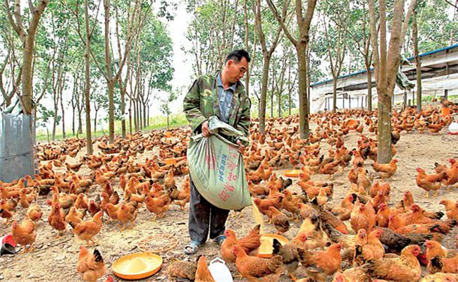 养鸡用盐的讲究:饲料食盐用量、食盐中毒的防治