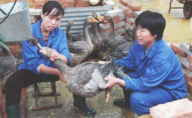 鸭子的填饲方法和注意事项