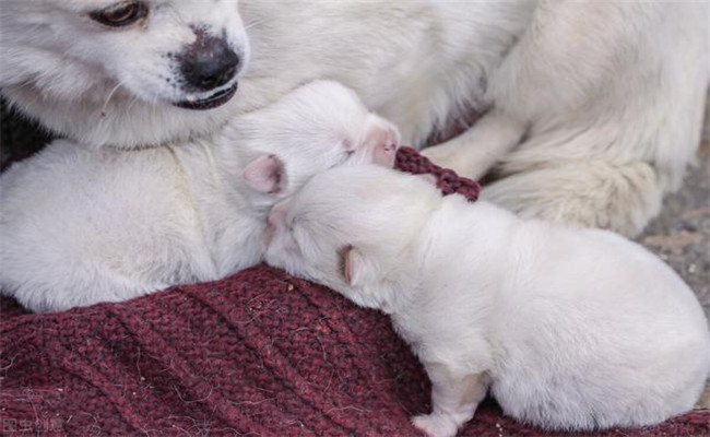 怎样照料刚买来的幼犬、让幼犬尽快熟悉新环境