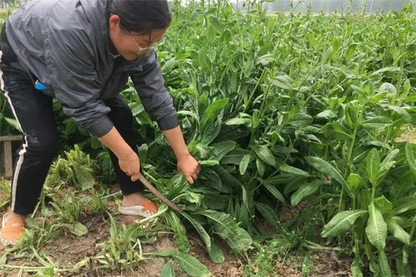 种植青饲料