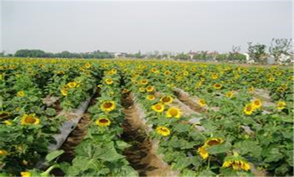 向日葵种植方法：防止向日葵空壳的方法