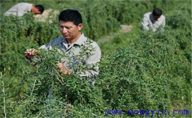 种植枸杞如何修剪整枝