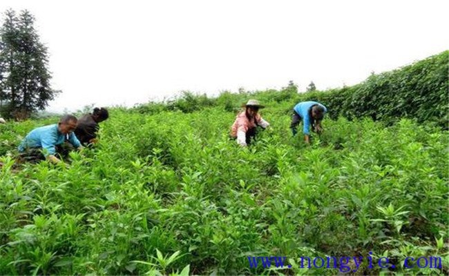 白术种植技术要点