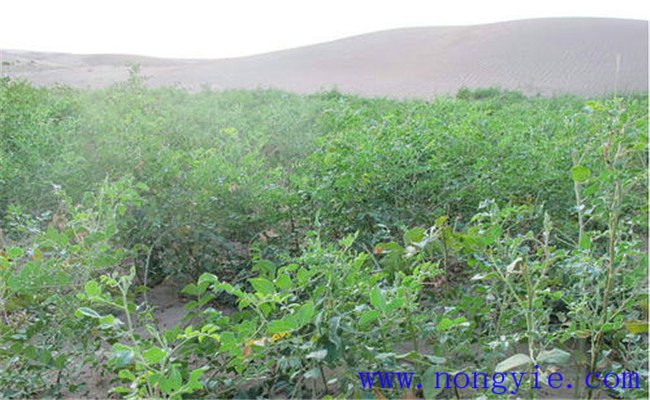 甘草种植技术与栽培管理方法