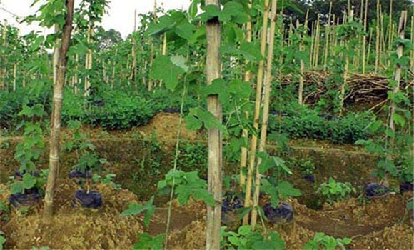 葛根种植技术与管理方法