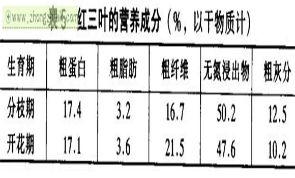 红三叶